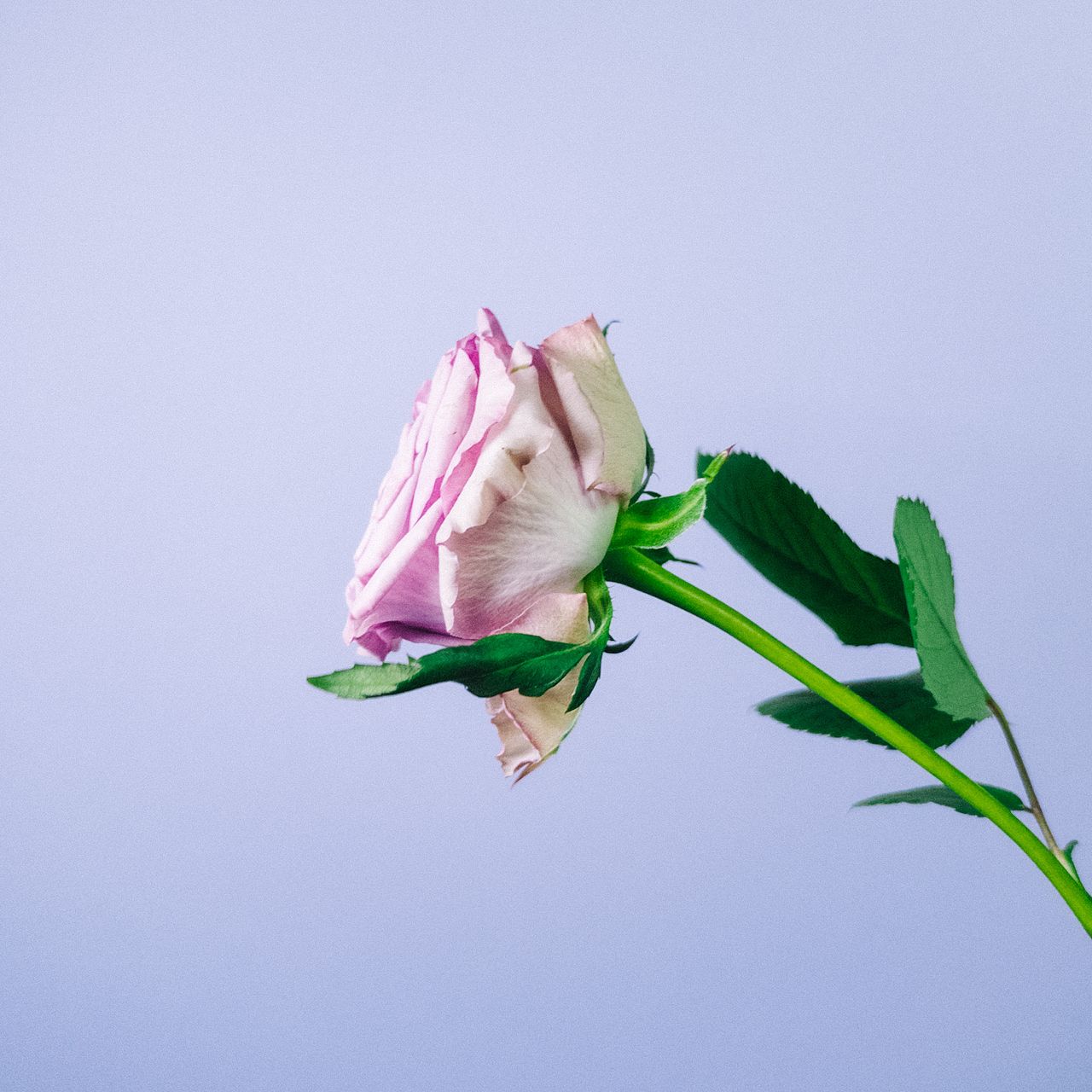 698 天啓の薔薇の鐘20枚セット