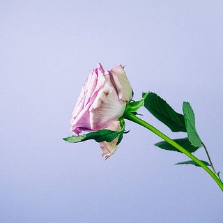 外側の花びらは傷が付いているものも。気になる場合は優しく摘み取ってあげて。