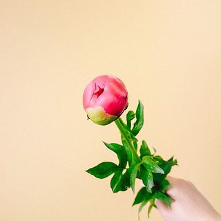 junimama　芍薬３種 junimama様専用 芍薬3種 - メルカリ