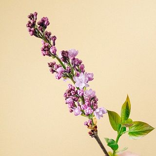 蕾からだんだんと開花していきます！