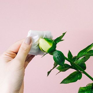 芍薬のつぼみは、蜜で少し潤いがあります。そのままにしておくと花が開きにくい原因となってしまうので、濡らしたキッチンペーパーなどでやさしく拭き取ってあげてください。