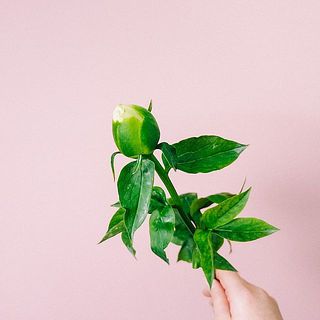 つぼみをほぐすように揉んであげると開花しやすくなります。