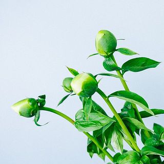 つぼみの状態でお届けしていますが、配送中に開花する可能性もあります。