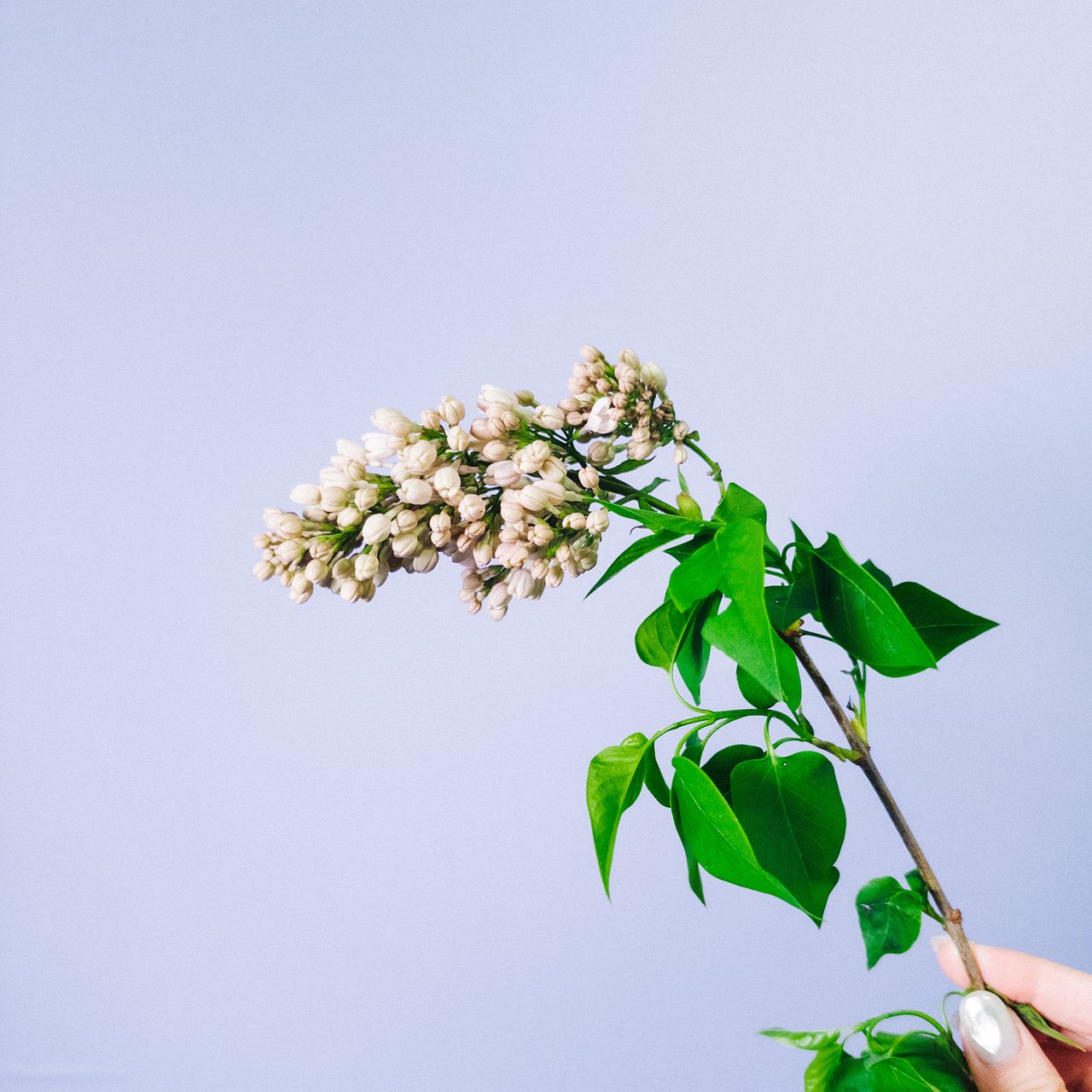 甘く優しいライラック