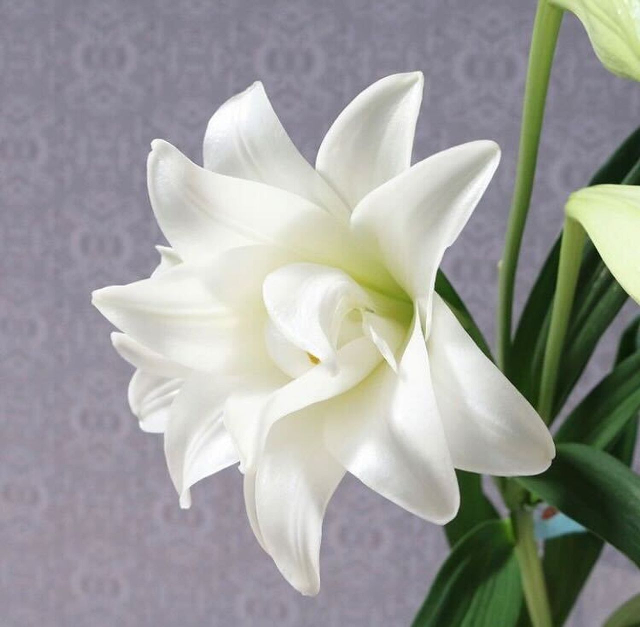 【PSA10】迷宮に咲く花 一姫 P24-005.png