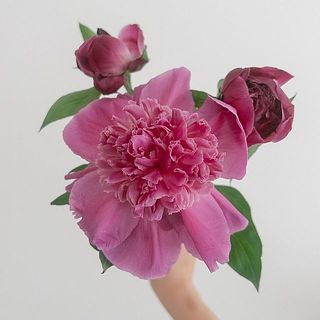 満開になると真ん中がふりふりでかわいい！