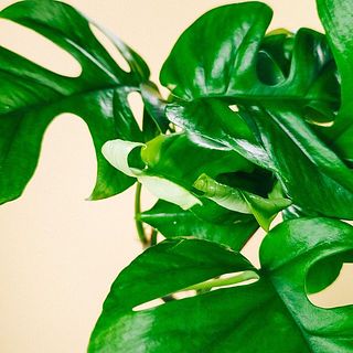 新しい葉っぱがくるんと丸まっていてかわいい。開いてきます！