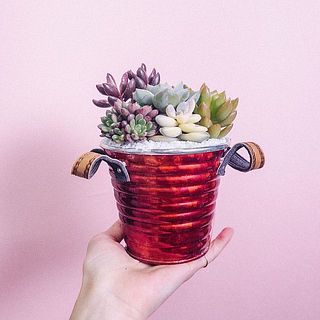 おまかせ寄せ植え多肉植物