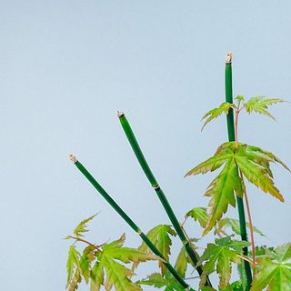 トクサの先端部分は、特性上灰色になっています。