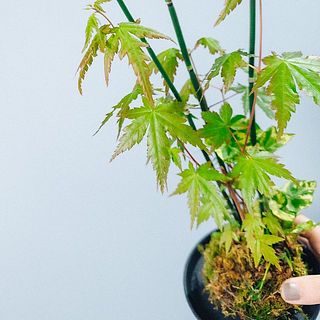 枝ぶりには個体差がござます。