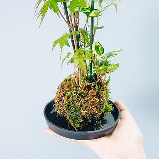 苔玉仕立てがかわいい！