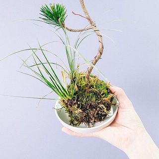 苔玉仕立てになっています。