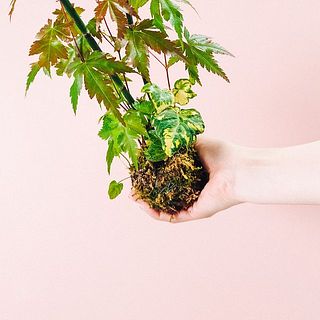 下草部分はミックスになっています。