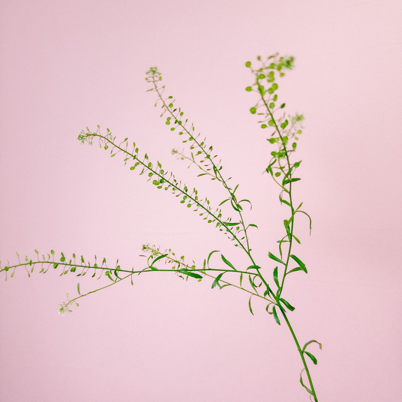 さとぴです♪ラブリーローズ10カット×6セット　速達発送 多肉植物 ラブリーローズ 6苗 カット苗 | るる農園~多肉植物専門