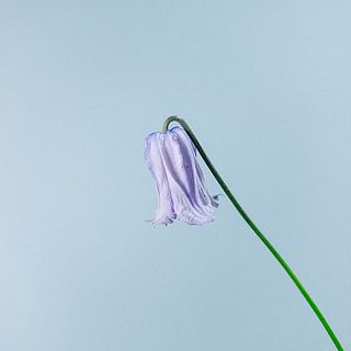 ベルのように俯きがちに咲いています。傷がつきやすいのでお取り扱いには十分にご注意ください。