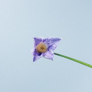 ほんのりいい香りがします😍