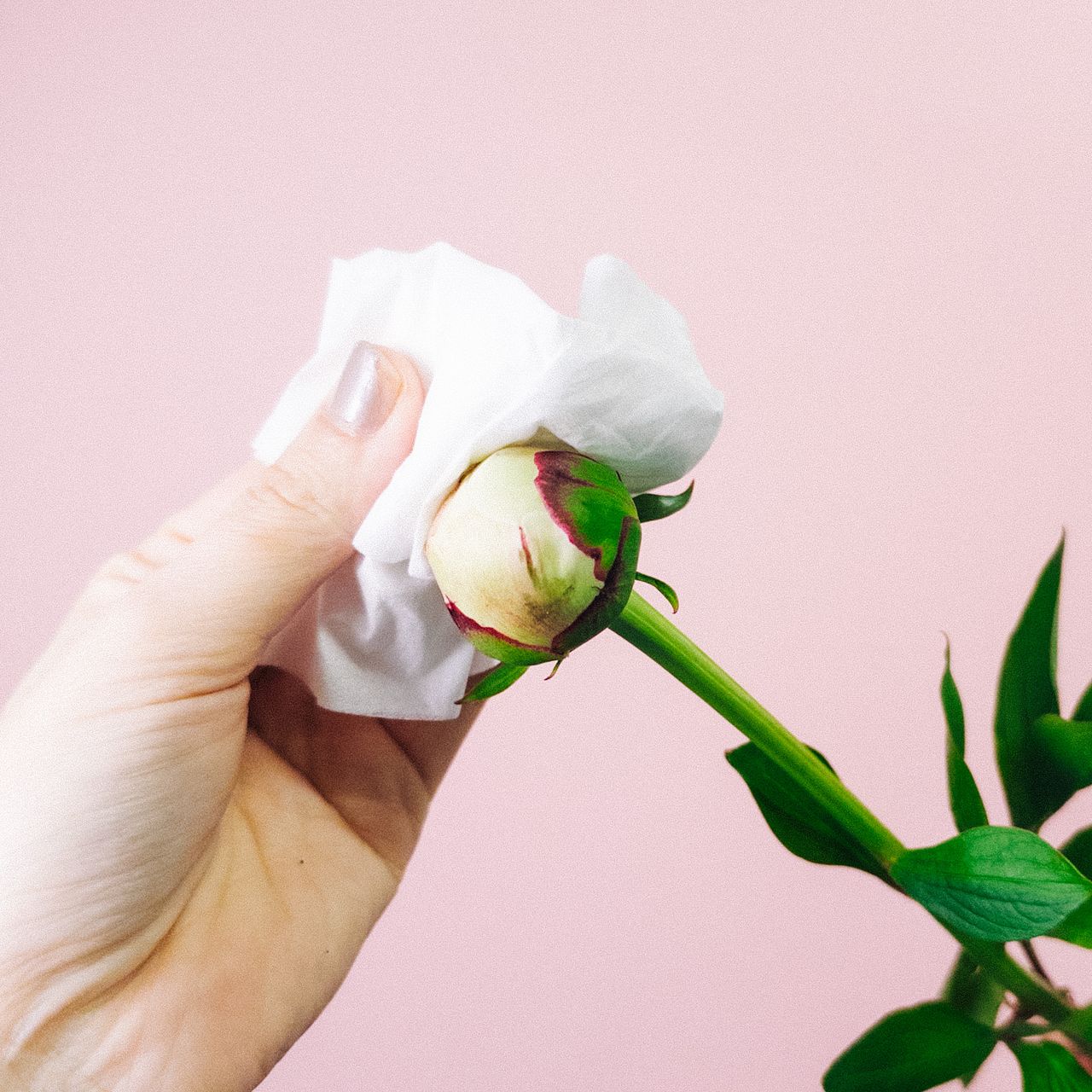 ふわふわホワイトピオニー