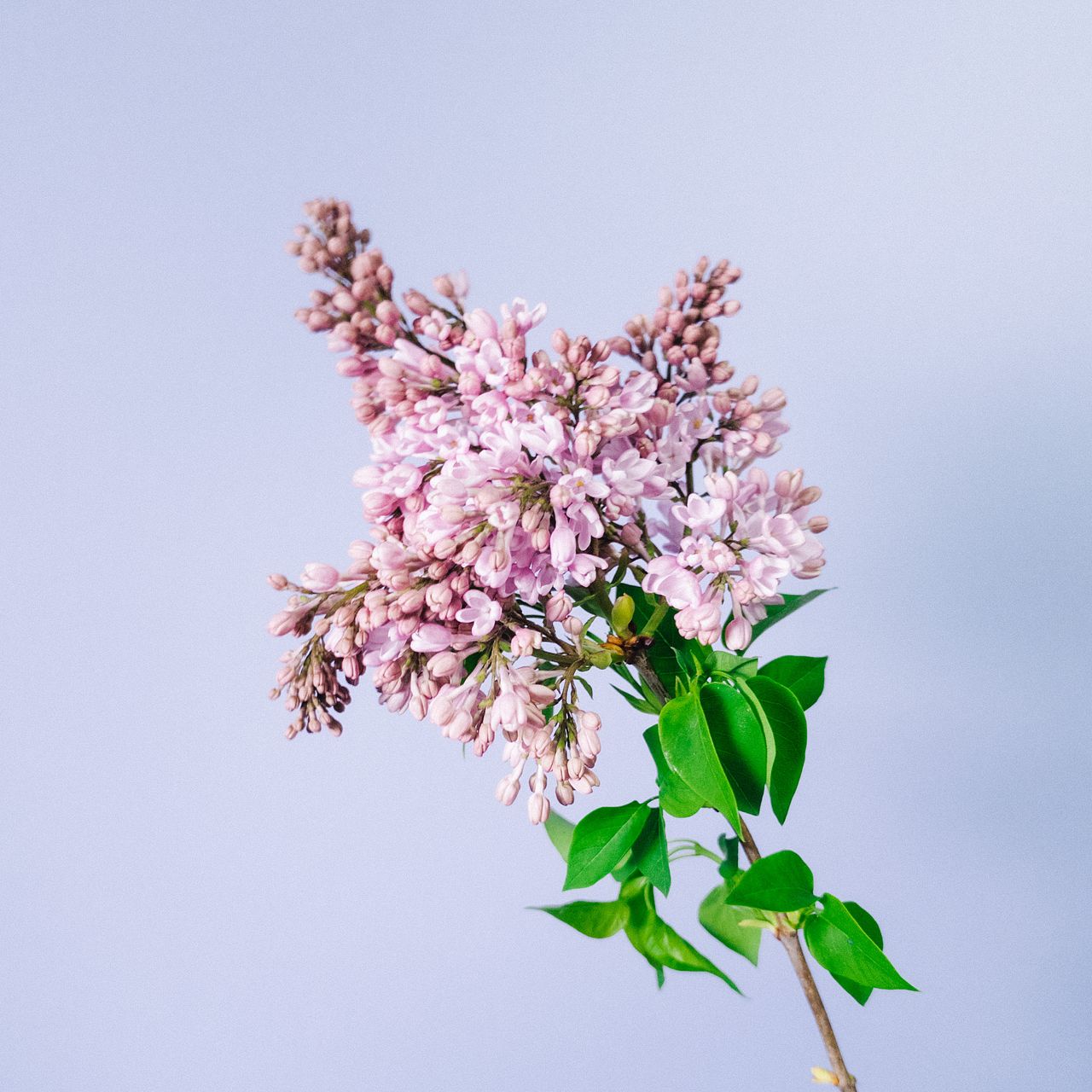 国産ライラック