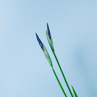 「立田紫」