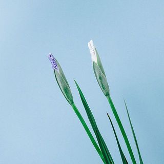 「蜀光」色の個体差があります。