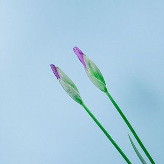 「桃霞」