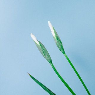 「初霜」