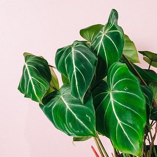 ハートの形がかわいい💚