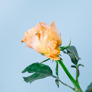 外弁に傷があることも。気になる場合は優しく取り除いてみて。