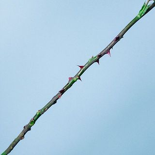 棘があります。