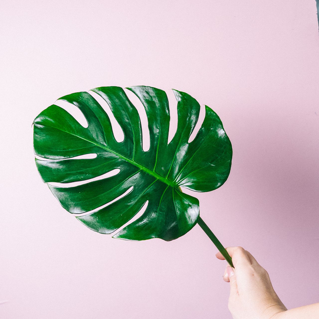 引き取り限定　モンステラ 引き取り限定 モンステラ モンステラ / Monstera – LIFFT