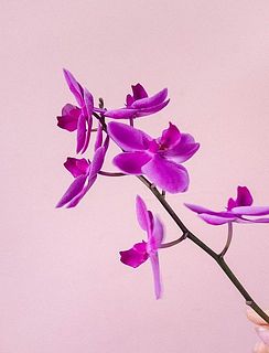 蕾には個体差があります