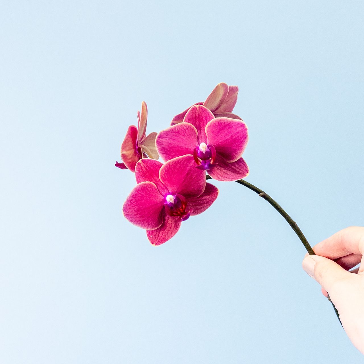 加藤さんのおまかせミディファレノ