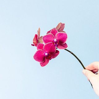 30-40cmのミニ胡蝶蘭です
