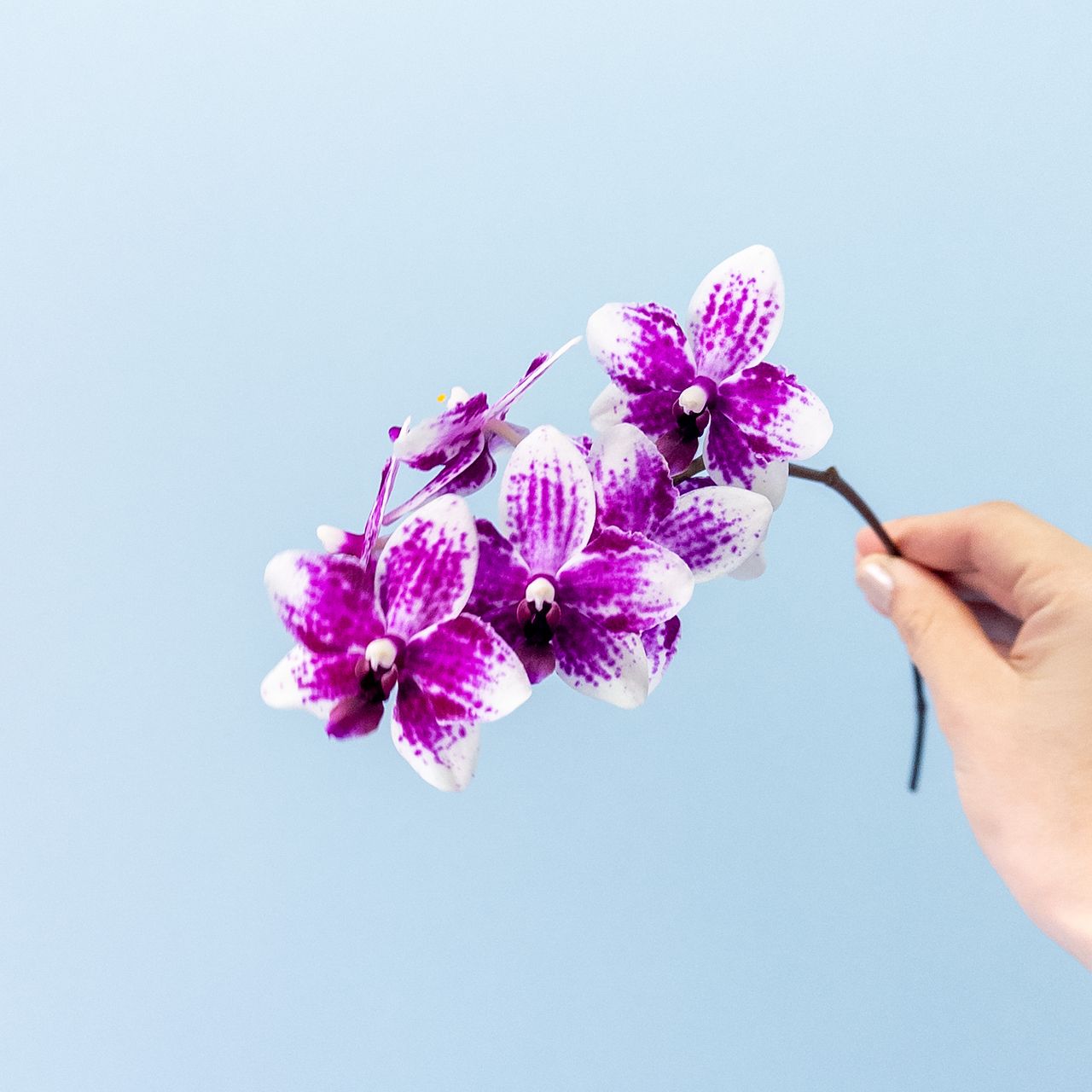 加藤さんのおまかせミディファレノ