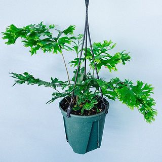 葉のボリュームには個体差がございます。ご了承ください。