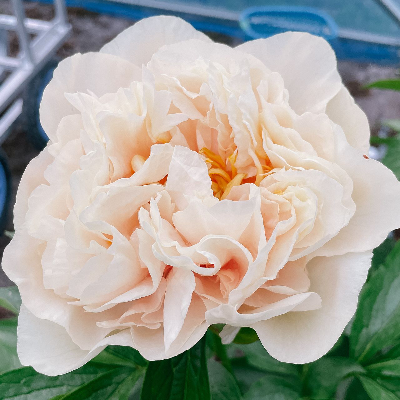 産直】佐井さんの完熟芍薬「サニーガール」