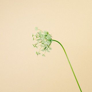 ホワイトレースフラワーは紙に巻いて水揚げをしっかりと。