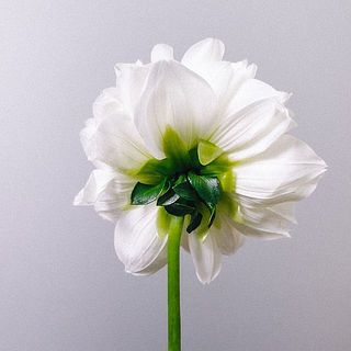 ダリアの花びらには傷がついていることも。弱っている花びらは取ってあげましょう。