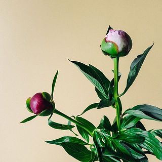 配送中の温度差で少々開花してしまうことも。ご了承ください。