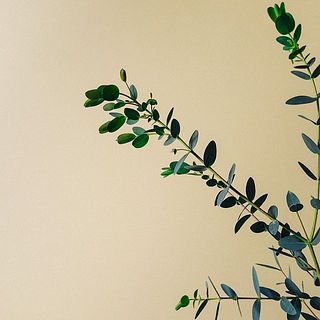 ユーカリ(パルプラ)の新芽は乾燥しやすく、お届けの際に変色してしまうことも。気になる場合は摘み取ってあげましょう。