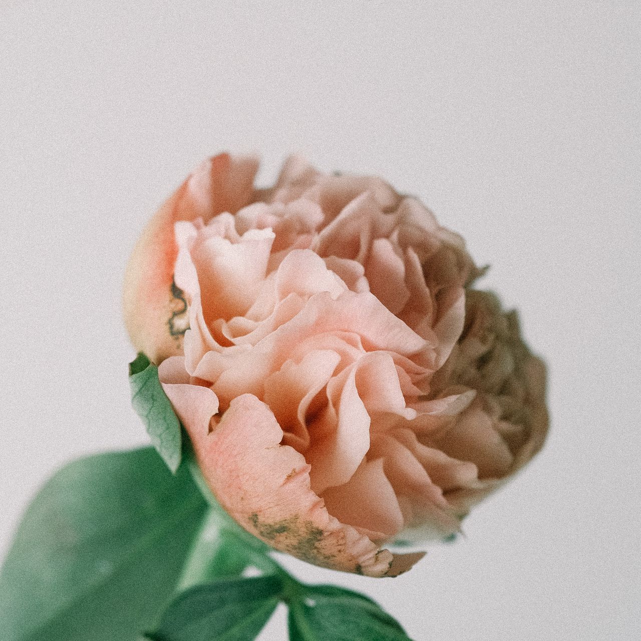 産直】センティアのおまかせ芍薬