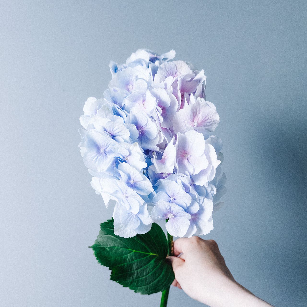 アキバナーセリーの紫陽花「ベレナブルー」