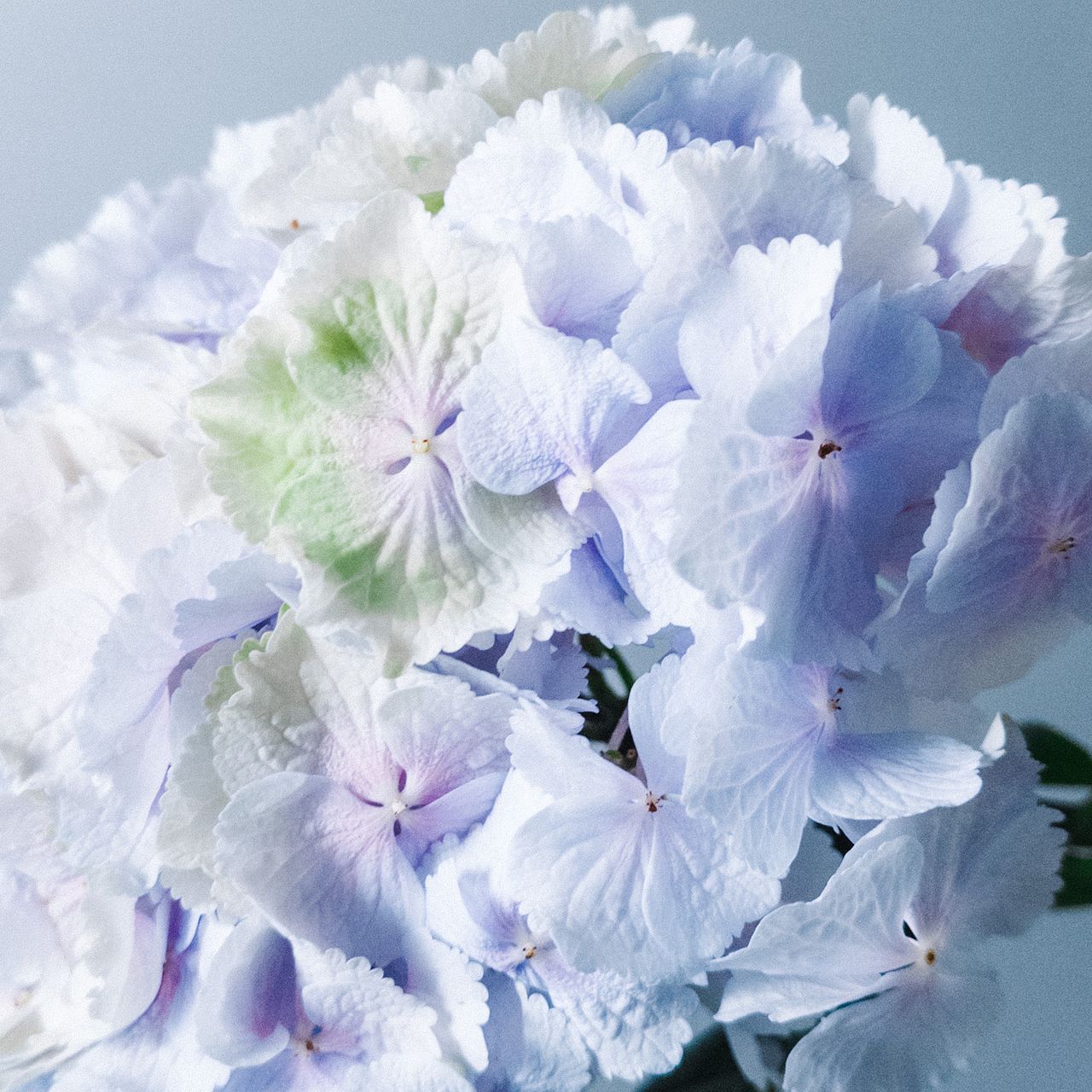 アキバナーセリーの紫陽花「ベレナブルー」