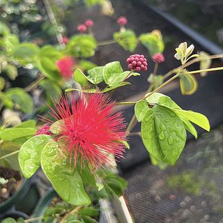 開花イメージ😍