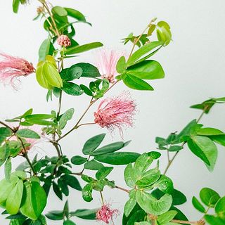 咲き終わった花は摘んであげましょう。