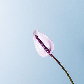 アンスリウムには個体差がございます。ご了承ください。
