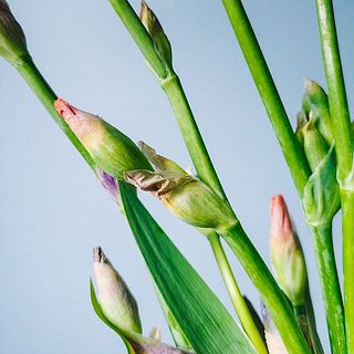 花の外側の皮が茶色くなっていたら外しても大丈夫