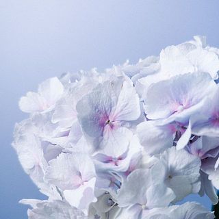 少し花傷があることがあります。あらかじめご了承ください。