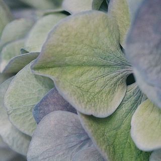 花びらのように見えるのは実は「ガク」。紫陽花はガクや葉っぱから水を吸う特性があるので、毎日霧吹きをしてあげると長持ちします。