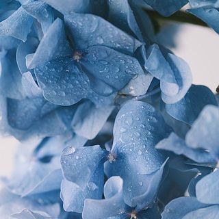紫陽花はガクからも給水します。このくらいたっぷり濡らしてOK。　